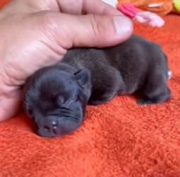 H1403010 Rescue a puppy (Part 2)