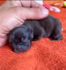 H1403010 Rescue a puppy (Part 2)