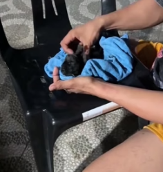 H1403011 The puppy stopped breathing and I successfully saved it (Part 2)