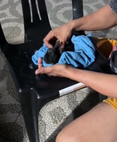 H1403011 The puppy stopped breathing and I successfully saved it (Part 2)