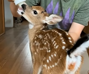 V0205002 Man saved a little baby deer on the road, cared for it with love and then. (Part 2)