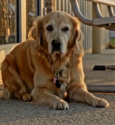 Y1505015 13-Year-Old Dog Waited for His Family Then This Happened (Part 2)