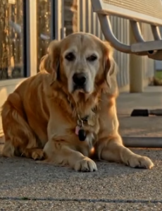Y1505015 13-Year-Old Dog Waited for His Family Then This Happened (Part 2)