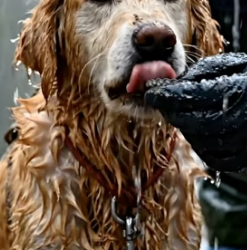 Y1505007 Old Dog� Crying Alone on the Road (Part 2)
