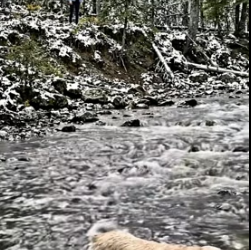 Y1505009 Dog Thrown to Die � But Then THIS Happened (Part 2)