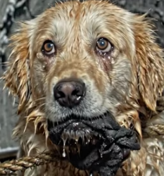 Y1505004 He Left His Dog � Alone in Front of a Train Emotional Rescue Story (Part 2)