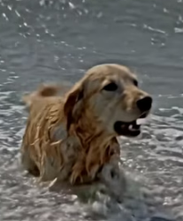 Y1505017 He left this mama dog� Alone The sea side (Part 2)