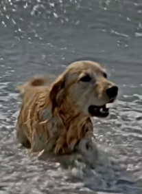 Y1505017 He left this mama dog� Alone The sea side (Part 2)