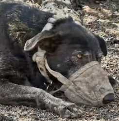 Y1505002 From Cruelty to Kindness A Dog’s Incredible Rescue Story (Part 2)