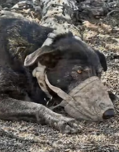 Y1505002 From Cruelty to Kindness A Dog’s Incredible Rescue Story (Part 2)
