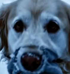 Y1505014 Left to � Freeze Alone A Loyal Dog’s Emotional rescue (Part 2)