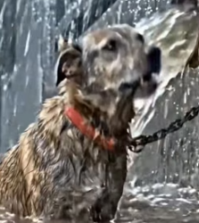 Y1505016 owner Left � this dog alone in rain (Part 2)