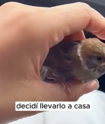 R1805001 I rescued a little sparrow (Part 2)