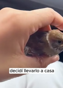 R1805001 I rescued a little sparrow (Part 2)