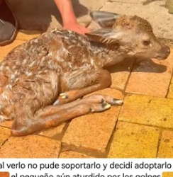 R1805006 Este cervatillo recién nacido estuvo a punto de morir a manos de su madre (Part 2)