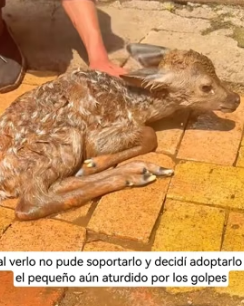 R1805006 Este cervatillo recién nacido estuvo a punto de morir a manos de su madre (Part 2)