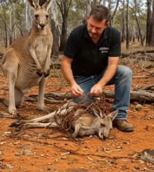 R1805004 A Kind Man Saved a Baby Kangaroo — Then It Saved His Life (Part 2)