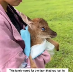 W1105005 Helping helpless fawn after fox left it badly injured (Part 2)