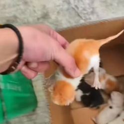 W1505016 Found a newborn kittens in a trash bin and took them home to care for (Part 2)