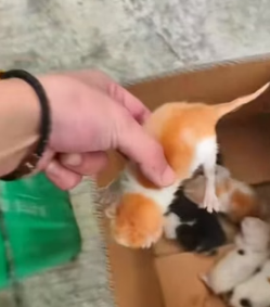 W1505016 Found a newborn kittens in a trash bin and took them home to care for (Part 2)