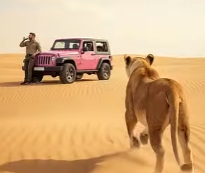 A1805007 A Mother Lion’s Desperate Plea in the Burning Desert 🦁🏜️ (Part 2)