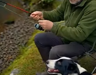 A1805008 A Scared Tiny Kitten Begs a Dog for Help (Part 2)