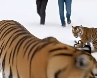 A1805009 A Heartbroken Mother Tiger Cries out to a Brave Couple in the Snow (Part 2)