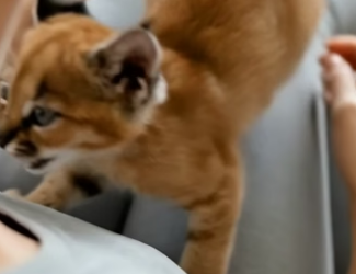 V0205001 I found this baby caracal in a pile of firewood. Now she’s part of my family (Part 2)
