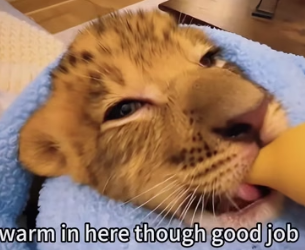 V1805001 I saw a little lion being besieged,so I went to rescue it,and then (part 2)