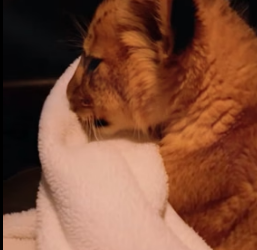V1805002 This little lion was injured and trapped in the snow,we decided to take it home,and then… (Part 2)