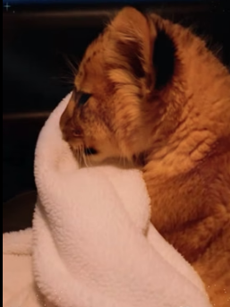 V1805002 This little lion was injured and trapped in the snow,we decided to take it home,and then… (Part 2)