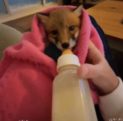 V1805003 A skinny little fox saked for help at my doorstep,so I adopted it,and then… (Part 2)