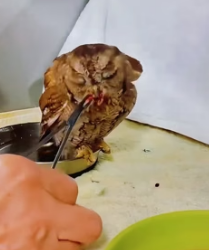 V1805010 On a snowy day,an owl was discovered by the trash can,so l adopted it and (Part 2)