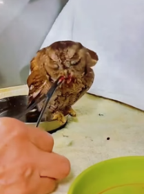 V1805010 On a snowy day,an owl was discovered by the trash can,so l adopted it and (Part 2)
