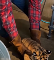 V1805004 I find this cub (Part 2)