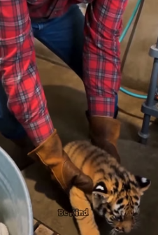 V1805004 I find this cub (Part 2)