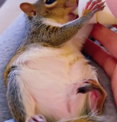 V1805008 A little squirrel on the roadside got stuck in a bottle,I saved it,and then…(Part 2)