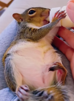 V1805008 A little squirrel on the roadside got stuck in a bottle,I saved it,and then…(Part 2)