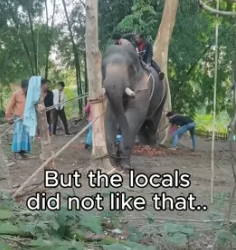 T1805002 A sigh of relief from a rescue animal is the most beautiful sound in physics (Part 2)