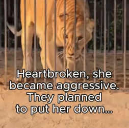 T1805003 Who’s the real beast- the lioness or those who took her baby (Part 2)