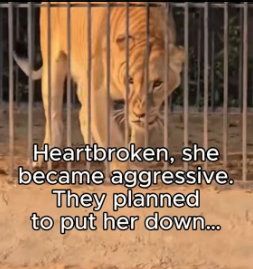 T1805003 Who’s the real beast- the lioness or those who took her baby (Part 2)