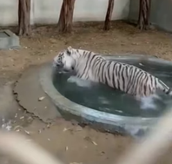 T1805007 Do you think the tiger received the right help (Part 2)