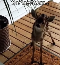 T1805010 Leave a heart for the deers (Part 2)