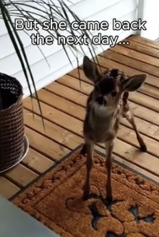 T1805010 Leave a heart for the deers (Part 2)