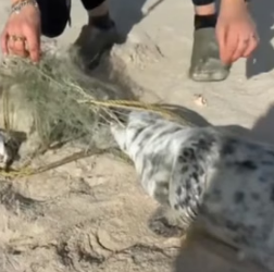 T1805009 Leave a heart for the seals (Part 2)