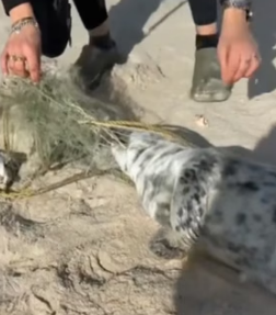 T1805009 Leave a heart for the seals (Part 2)