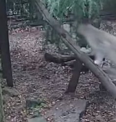 T1805008 Snow leopard finds true love (Part 2)