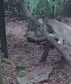 T1805008 Snow leopard finds true love (Part 2)