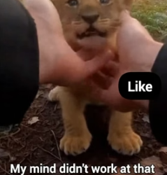 B1805017 I Rescued a Trapped Baby Lion From Hyenas (Part 2)