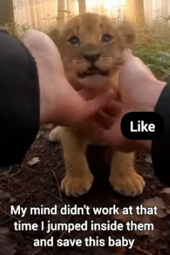 B1805017 I Rescued a Trapped Baby Lion From Hyenas (Part 2)